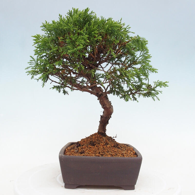 Venkovní bonsai - Juniperus chinensis Itoigawa -Jalovec čínský