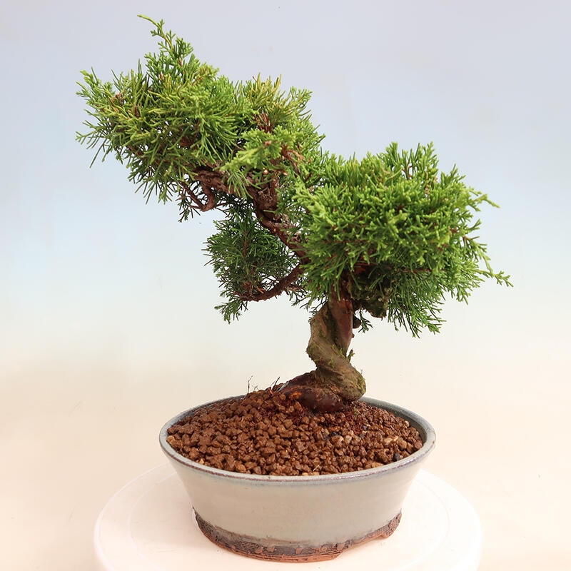 Venkovní bonsai - Juniperus chinensis Itoigawa -Jalovec čínský