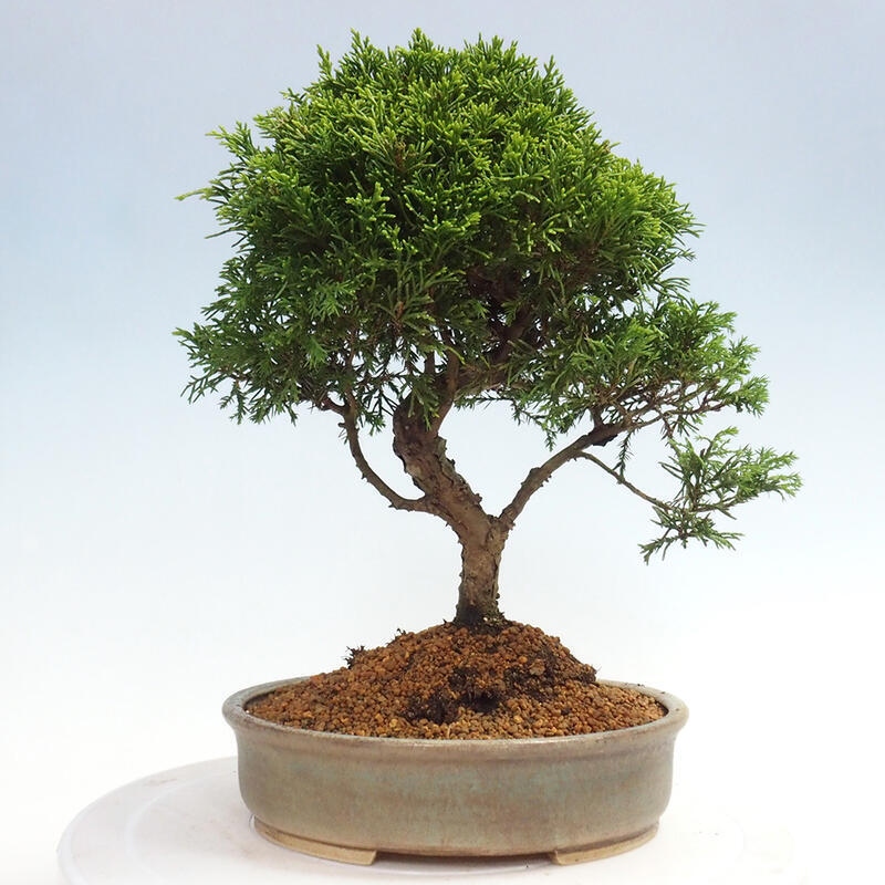 Venkovní bonsai - Juniperus chinensis Itoigawa -Jalovec čínský