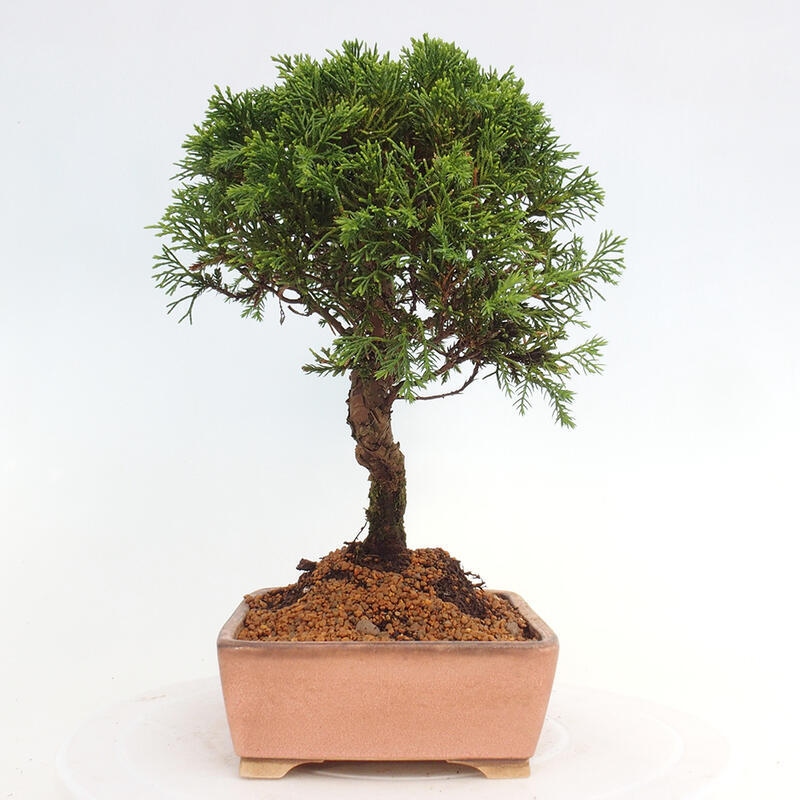 Venkovní bonsai - Juniperus chinensis Itoigawa -Jalovec čínský