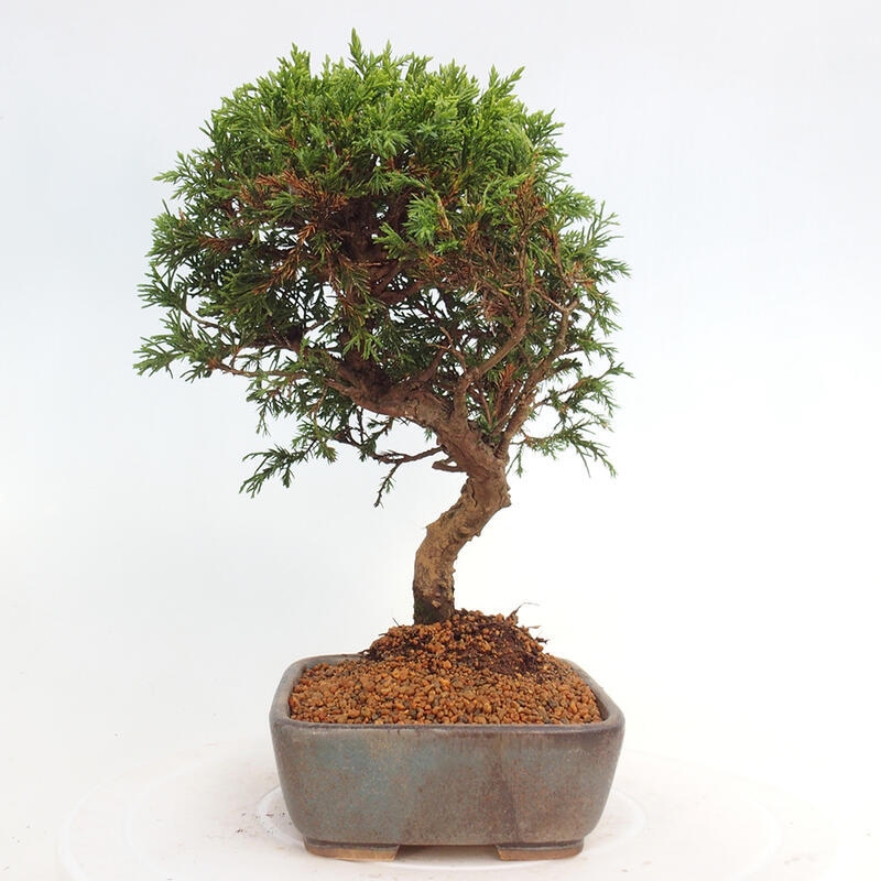 Venkovní bonsai - Juniperus chinensis Itoigawa -Jalovec čínský