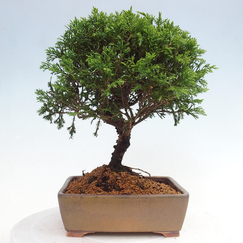 Venkovní bonsai - Juniperus chinensis Itoigawa -Jalovec čínský