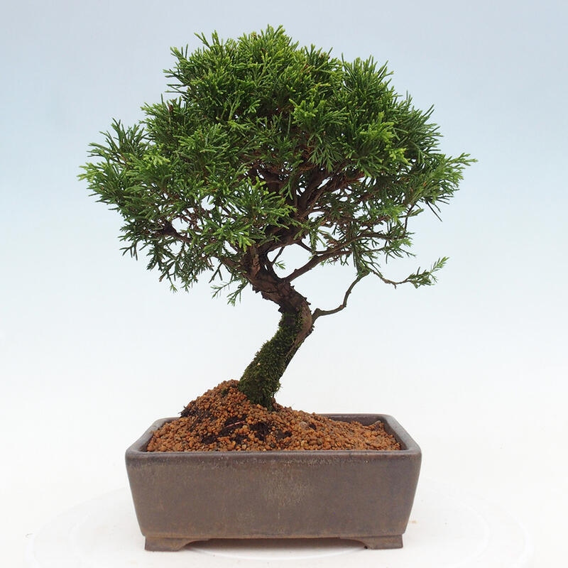Venkovní bonsai - Juniperus chinensis Itoigawa -Jalovec čínský