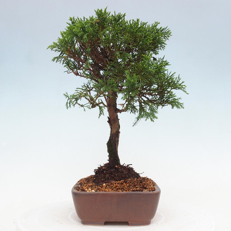 Venkovní bonsai - Juniperus chinensis Itoigawa -Jalovec čínský