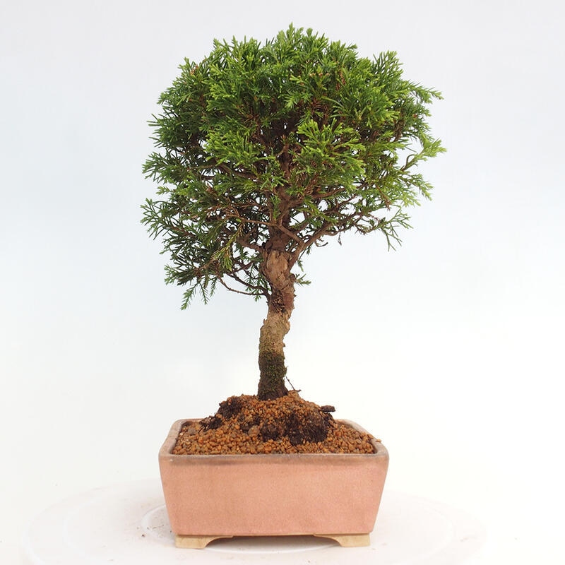 Venkovní bonsai - Juniperus chinensis Itoigawa -Jalovec čínský