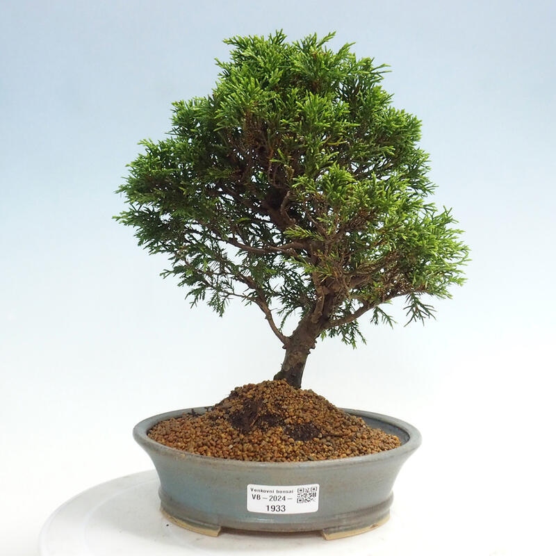 Venkovní bonsai - Juniperus chinensis Itoigawa -Jalovec čínský