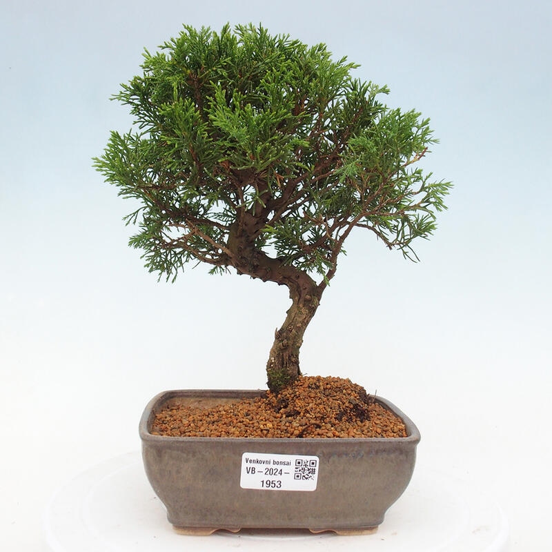 Venkovní bonsai - Juniperus chinensis Itoigawa -Jalovec čínský
