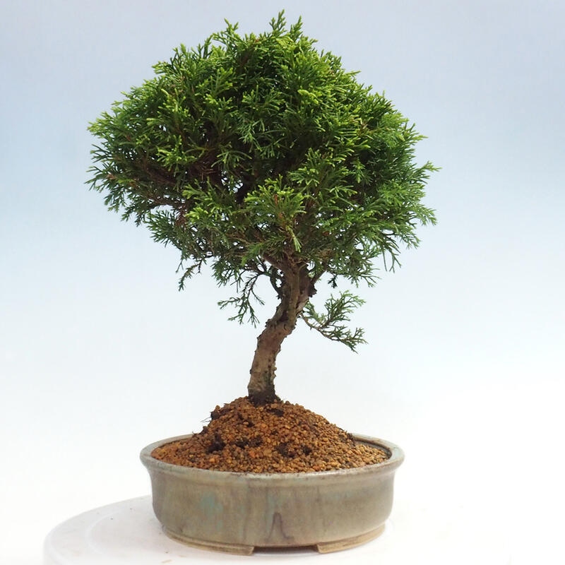 Venkovní bonsai - Juniperus chinensis Itoigawa -Jalovec čínský