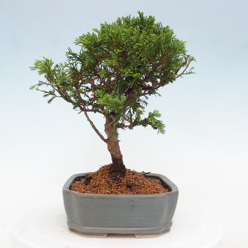 Venkovní bonsai - Juniperus chinensis Itoigawa -Jalovec čínský