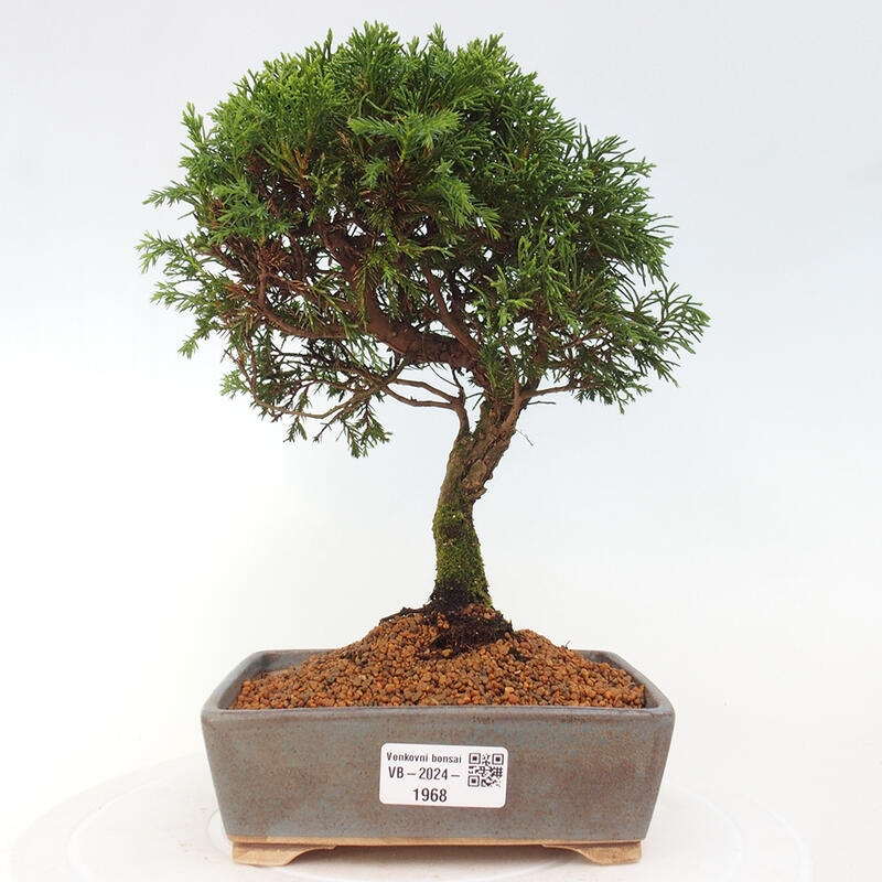 Venkovní bonsai - Juniperus chinensis Itoigawa -Jalovec čínský