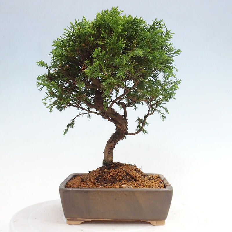 Venkovní bonsai - Juniperus chinensis Itoigawa -Jalovec čínský