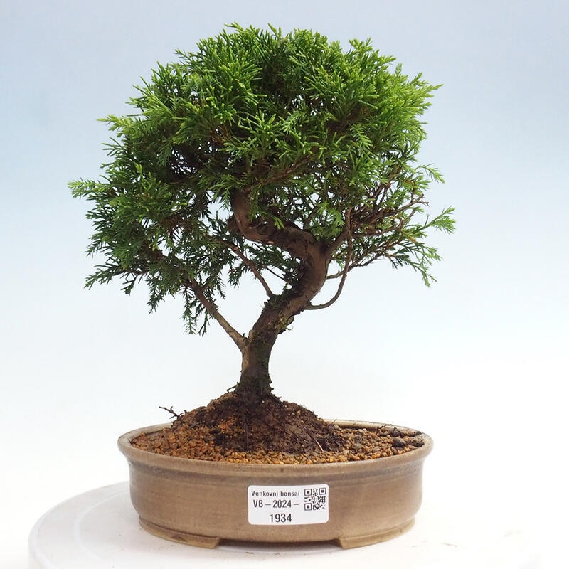 Venkovní bonsai - Juniperus chinensis Itoigawa -Jalovec čínský