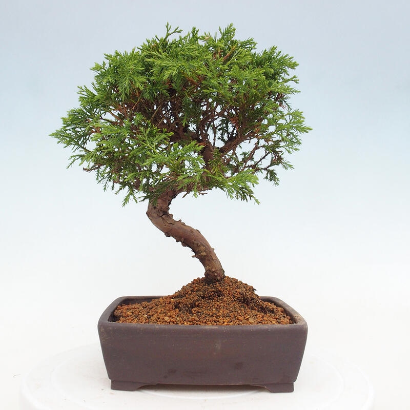 Venkovní bonsai - Juniperus chinensis Itoigawa -Jalovec čínský