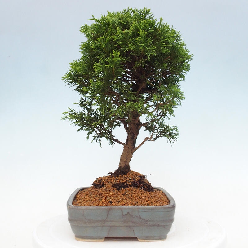Venkovní bonsai - Juniperus chinensis Itoigawa -Jalovec čínský