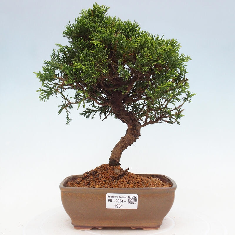 Venkovní bonsai - Juniperus chinensis Itoigawa -Jalovec čínský