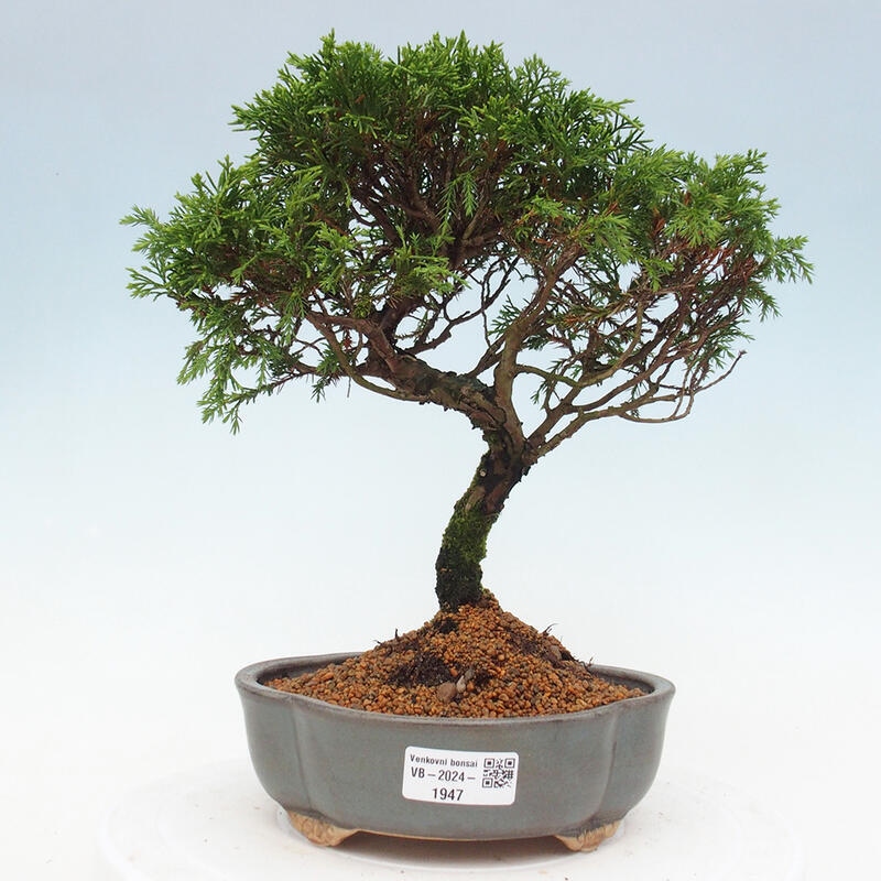 Venkovní bonsai - Juniperus chinensis Itoigawa -Jalovec čínský