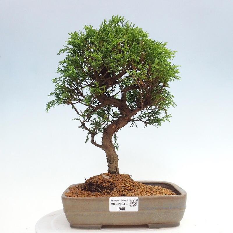 Venkovní bonsai - Juniperus chinensis Itoigawa -Jalovec čínský