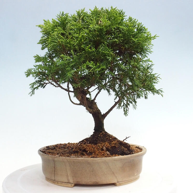Venkovní bonsai - Juniperus chinensis Itoigawa -Jalovec čínský