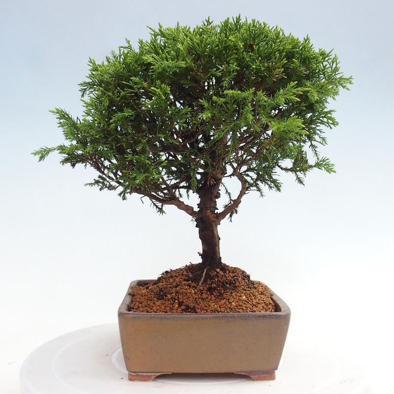 Venkovní bonsai - Juniperus chinensis Itoigawa -Jalovec čínský