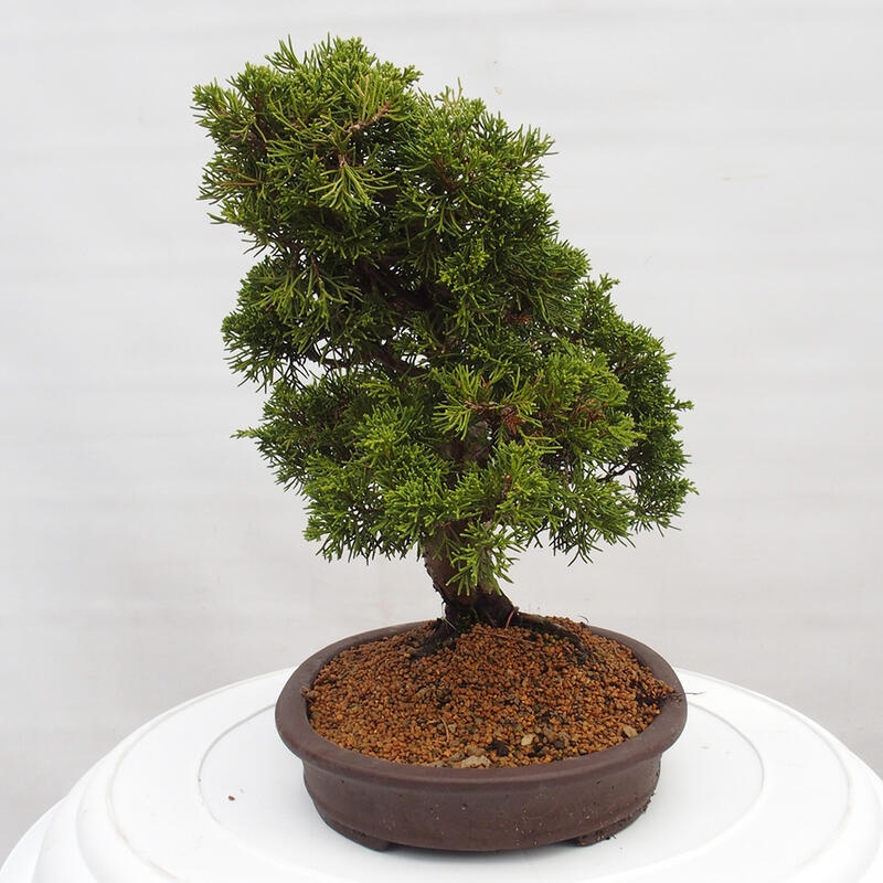 Venkovní bonsai - Juniperus chinensis Itoigawa -Jalovec čínský