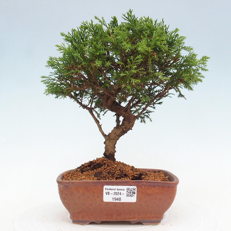 Venkovní bonsai - Juniperus chinensis Itoigawa -Jalovec čínský