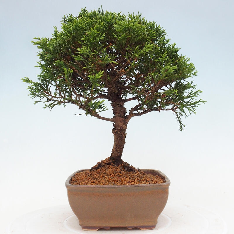 Venkovní bonsai - Juniperus chinensis Itoigawa -Jalovec čínský