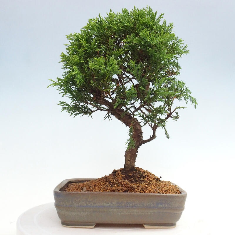 Venkovní bonsai - Juniperus chinensis Itoigawa -Jalovec čínský