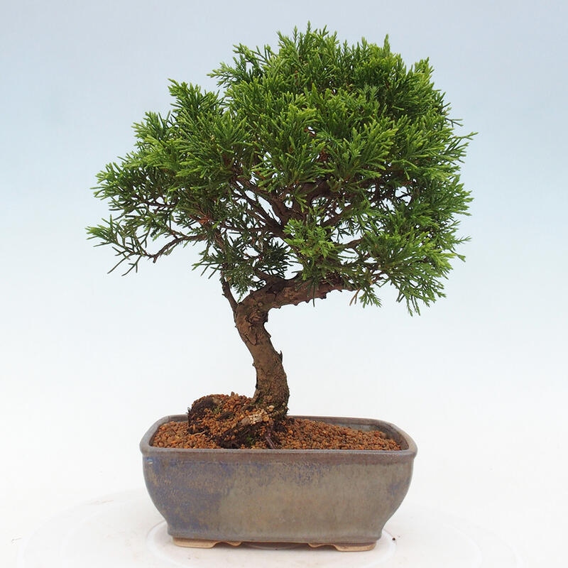 Venkovní bonsai - Juniperus chinensis Itoigawa -Jalovec čínský