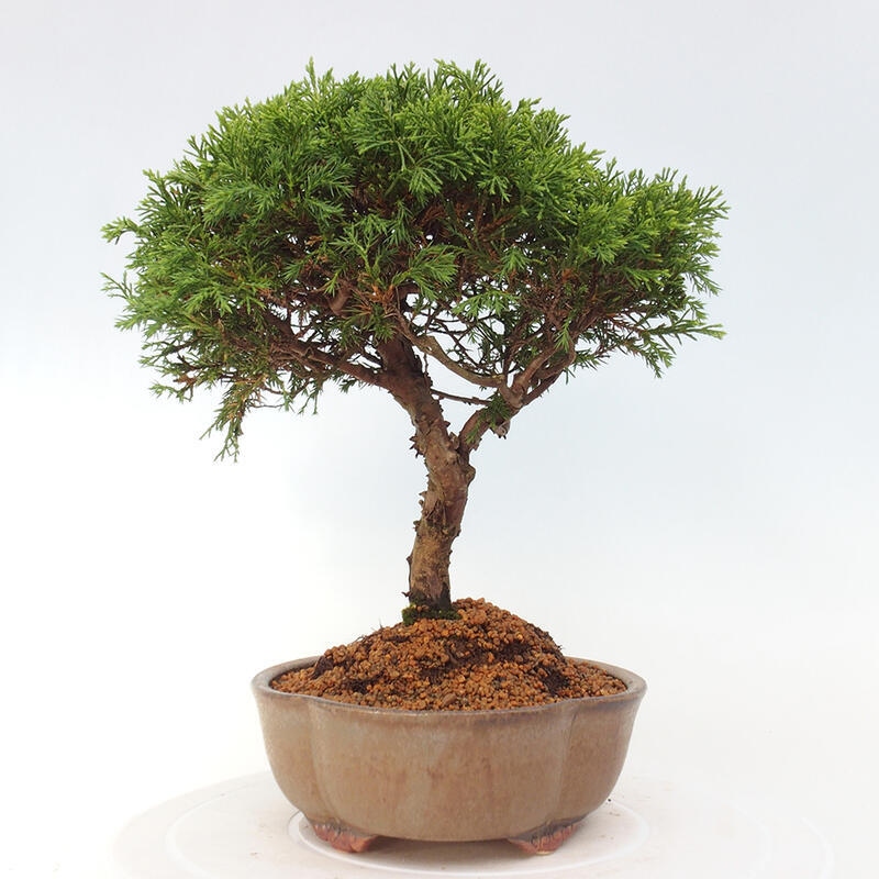 Venkovní bonsai - Juniperus chinensis Itoigawa -Jalovec čínský