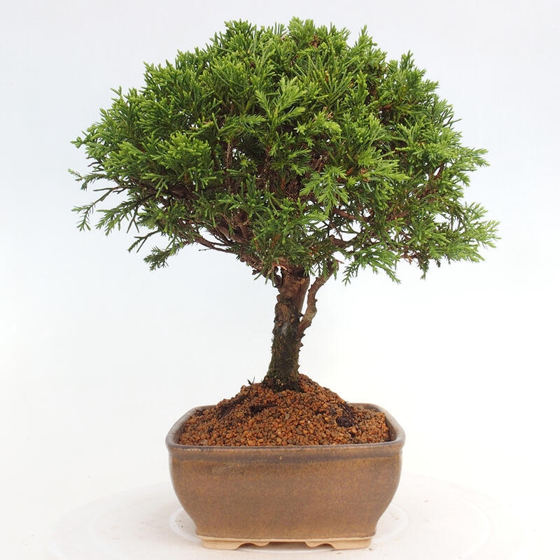 Venkovní bonsai - Juniperus chinensis Itoigawa -Jalovec čínský