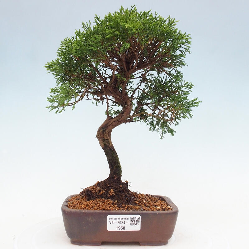 Venkovní bonsai - Juniperus chinensis Itoigawa -Jalovec čínský