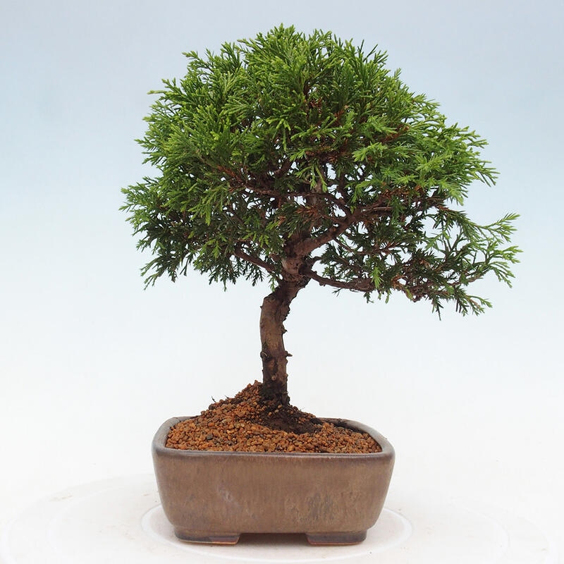 Venkovní bonsai - Juniperus chinensis Itoigawa -Jalovec čínský