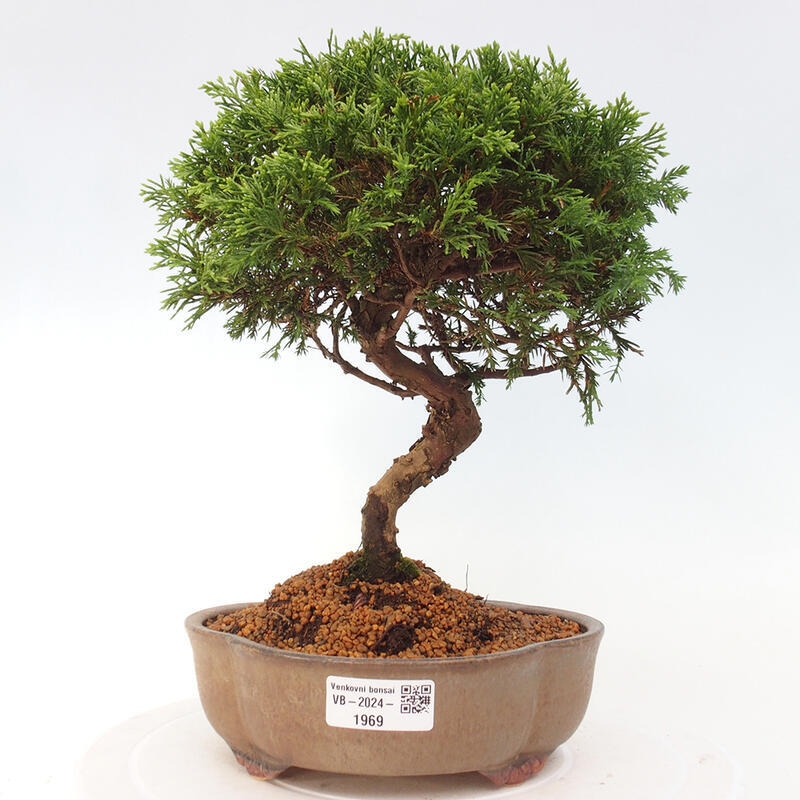 Venkovní bonsai - Juniperus chinensis Itoigawa -Jalovec čínský