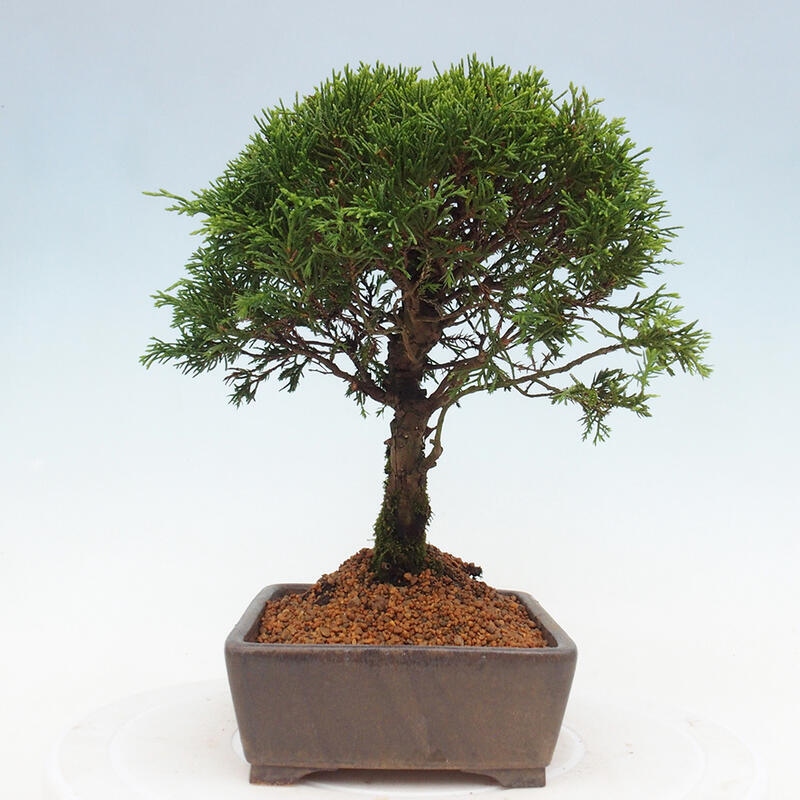 Venkovní bonsai - Juniperus chinensis Itoigawa -Jalovec čínský