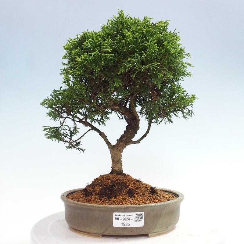 Venkovní bonsai - Juniperus chinensis Itoigawa -Jalovec čínský