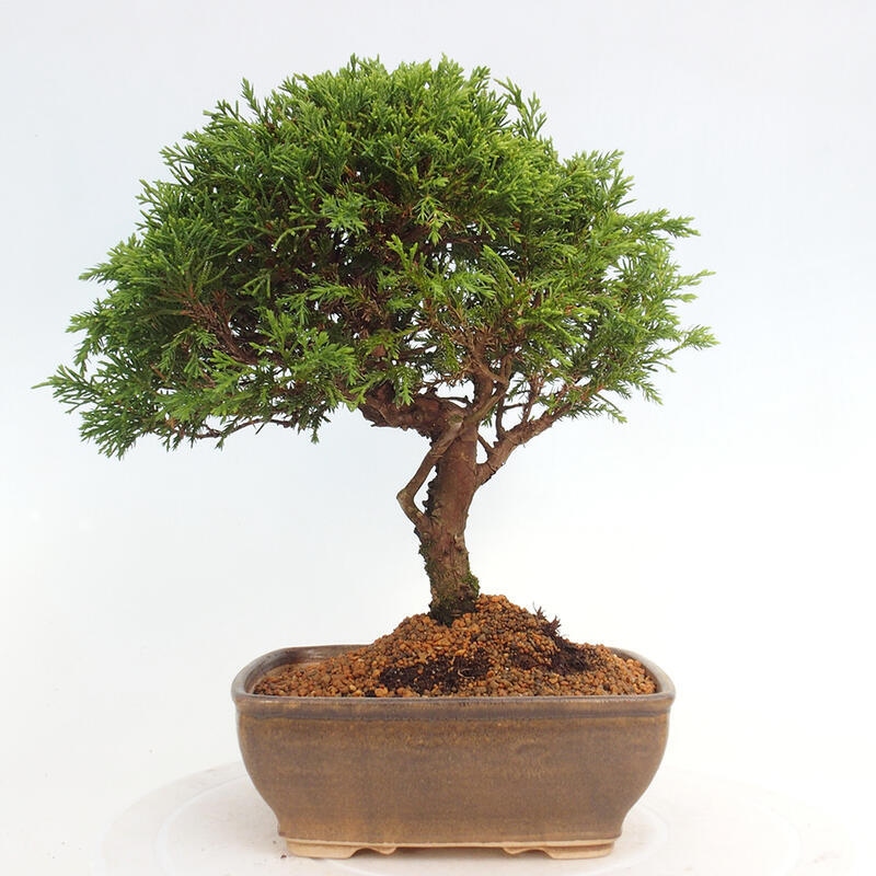 Venkovní bonsai - Juniperus chinensis Itoigawa -Jalovec čínský