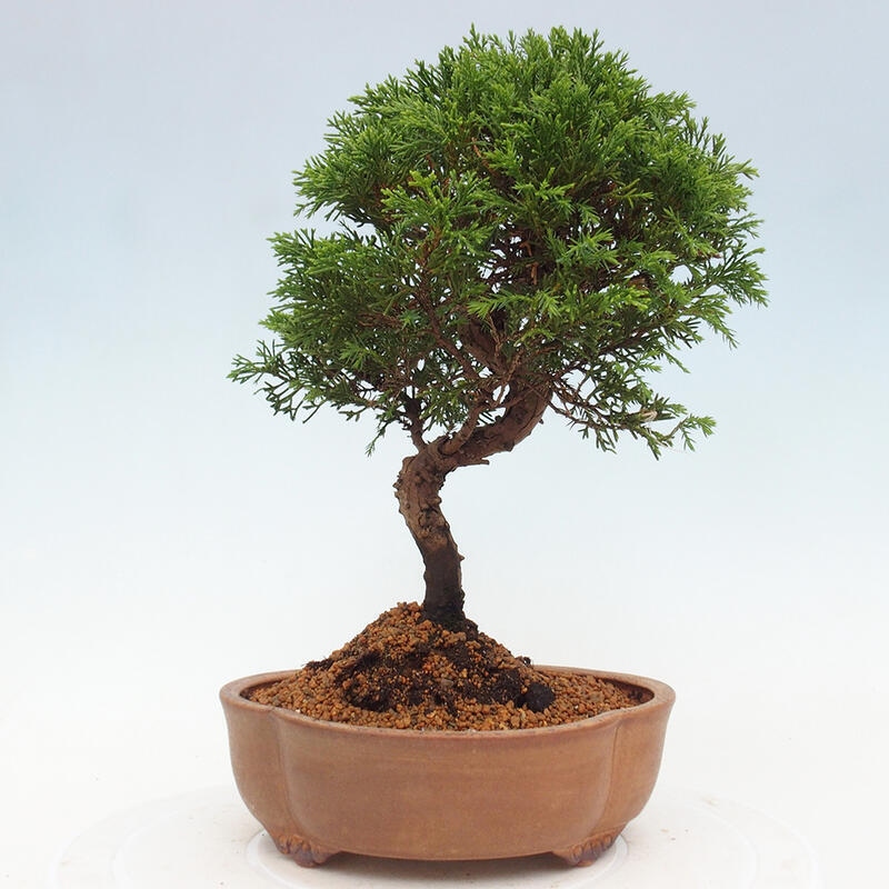 Venkovní bonsai - Juniperus chinensis Itoigawa -Jalovec čínský