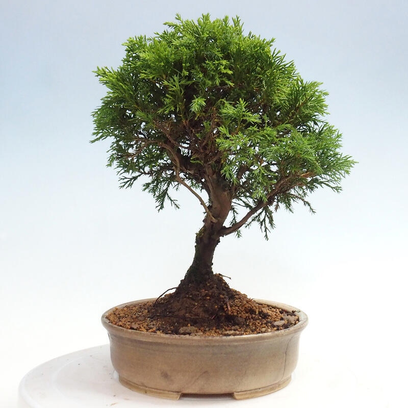 Venkovní bonsai - Juniperus chinensis Itoigawa -Jalovec čínský