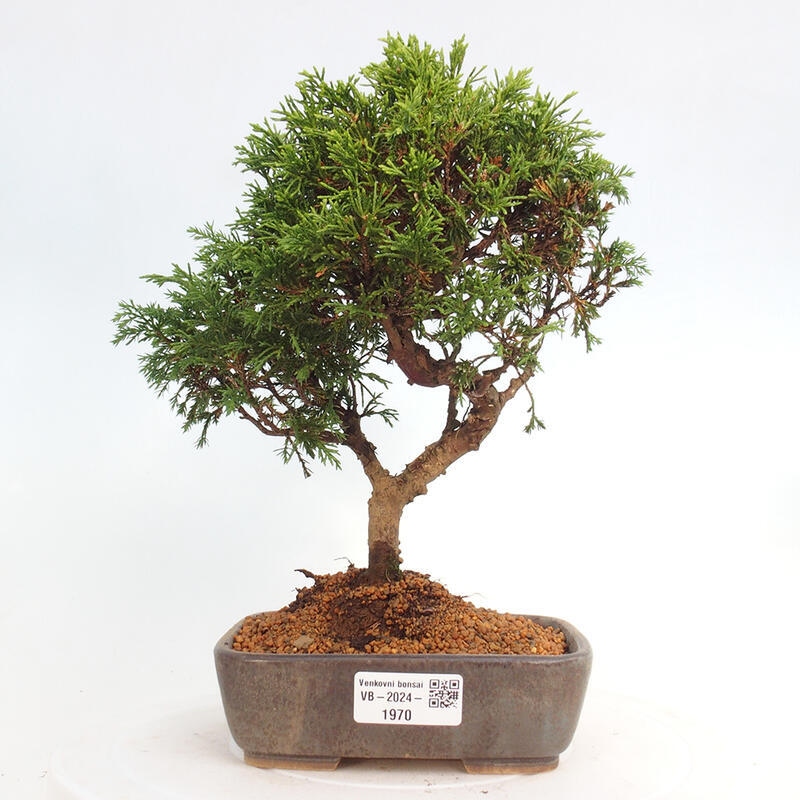 Venkovní bonsai - Juniperus chinensis Itoigawa -Jalovec čínský