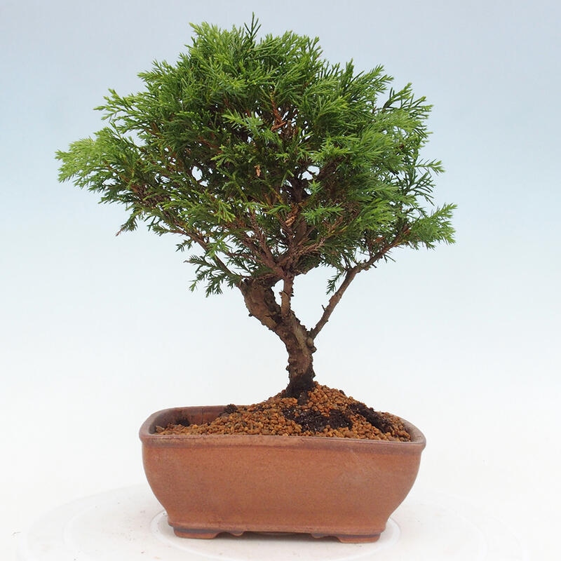 Venkovní bonsai - Juniperus chinensis Itoigawa -Jalovec čínský