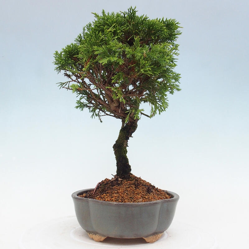 Venkovní bonsai - Juniperus chinensis Itoigawa -Jalovec čínský