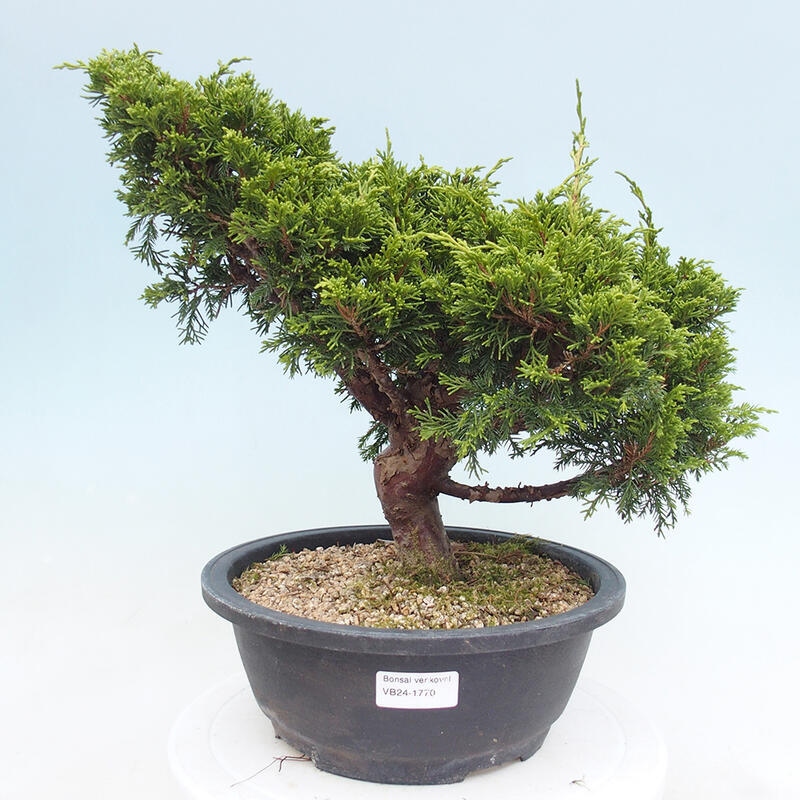 Venkovní bonsai - Juniperus chinensis Itoigawa -Jalovec čínský