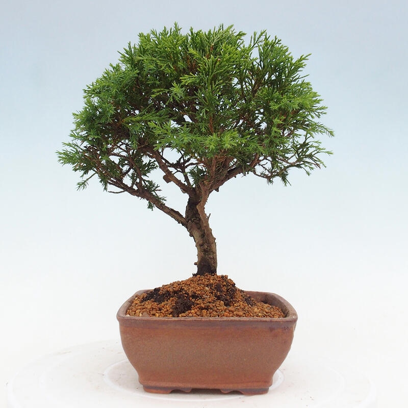 Venkovní bonsai - Juniperus chinensis Itoigawa -Jalovec čínský