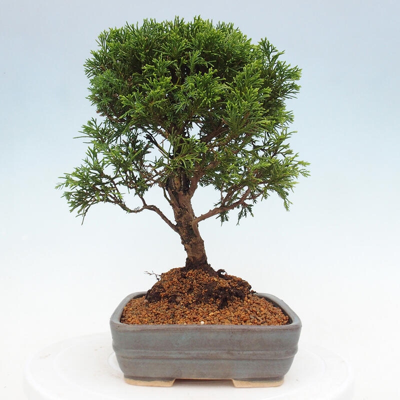 Venkovní bonsai - Juniperus chinensis Itoigawa -Jalovec čínský