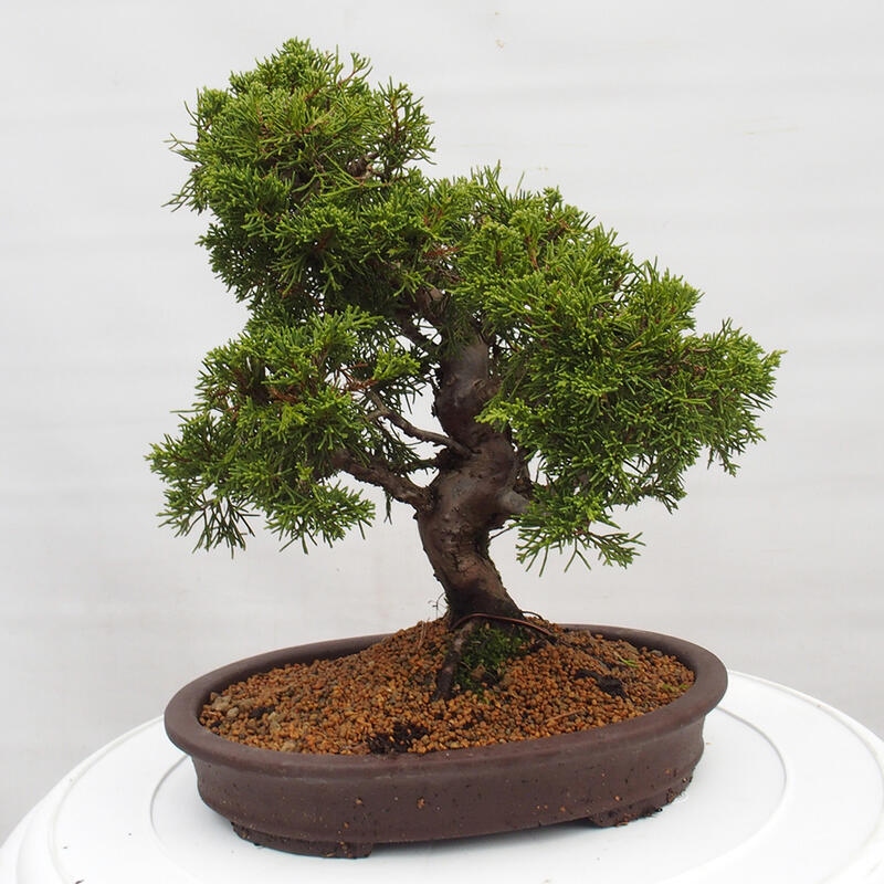 Venkovní bonsai - Juniperus chinensis Itoigawa -Jalovec čínský