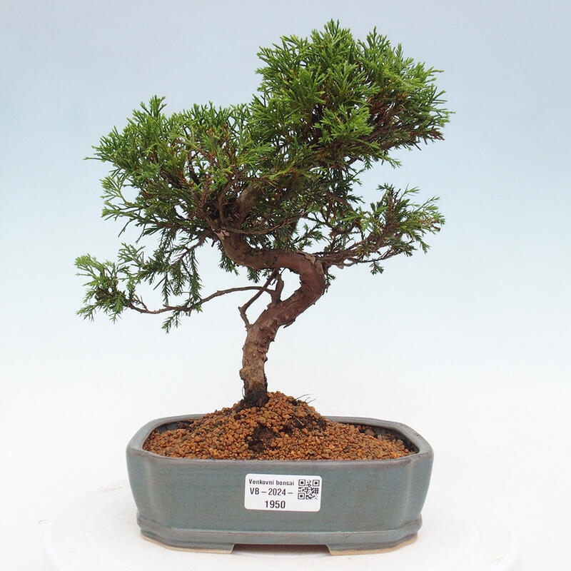 Venkovní bonsai - Juniperus chinensis Itoigawa -Jalovec čínský