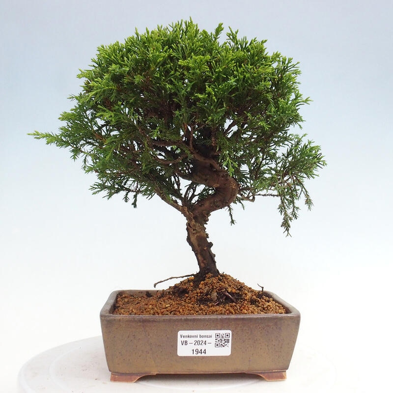 Venkovní bonsai - Juniperus chinensis Itoigawa -Jalovec čínský