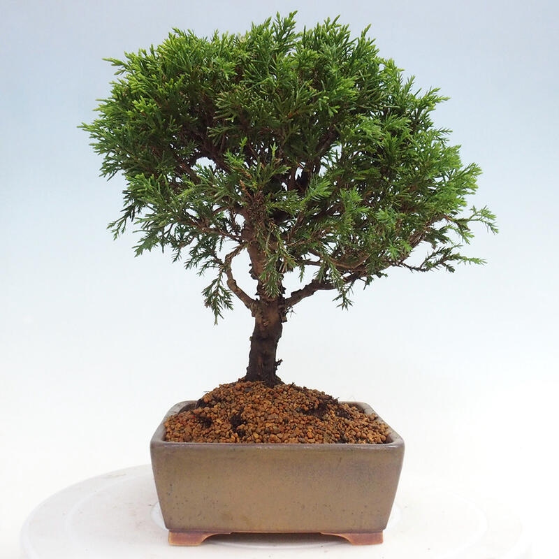 Venkovní bonsai - Juniperus chinensis Itoigawa -Jalovec čínský