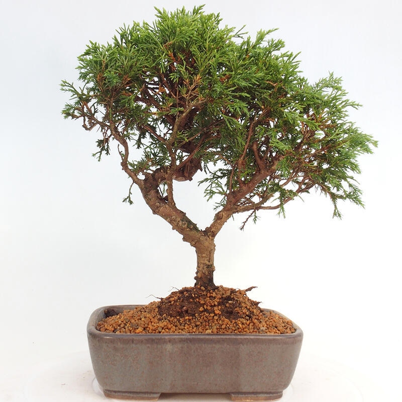 Venkovní bonsai - Juniperus chinensis Itoigawa -Jalovec čínský