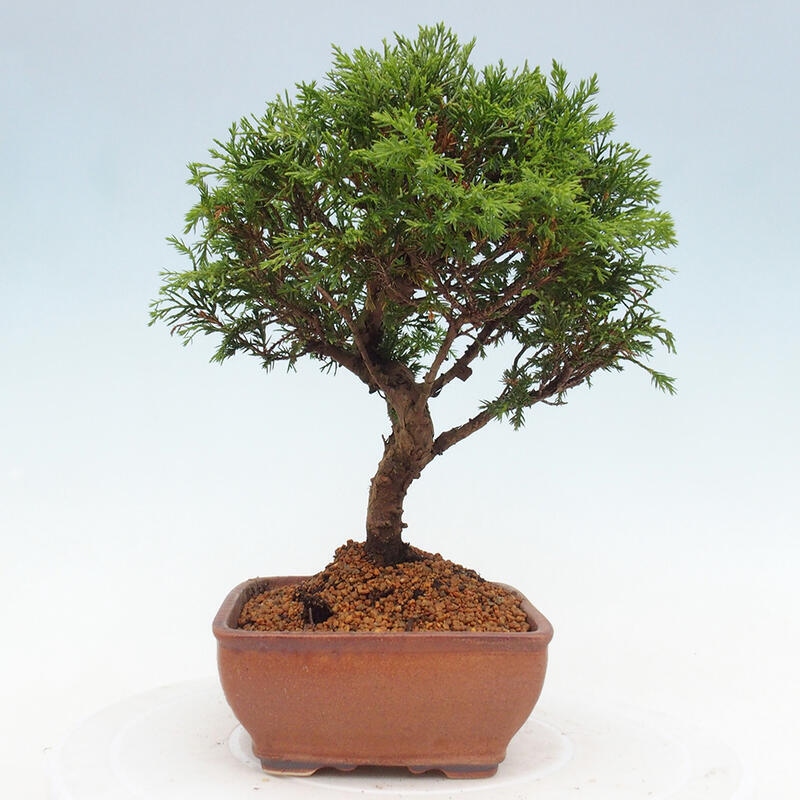 Venkovní bonsai - Juniperus chinensis Itoigawa -Jalovec čínský